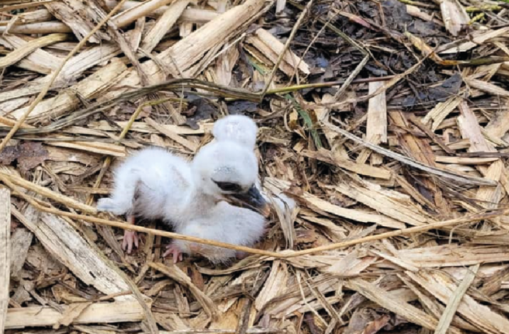 white-stork-chick-2.png